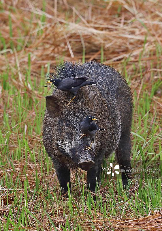 爪哇八哥为野猪清理寄生虫，马来西亚蒂蒂旺沙山国家公园图片素材