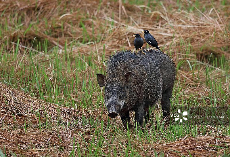 两只八哥在野猪背上寻找寄生虫，马来西亚图片素材