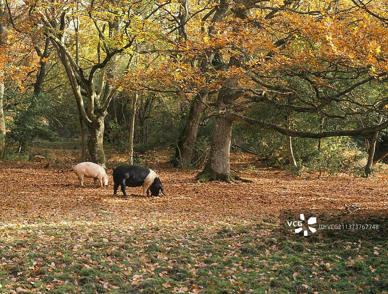 家猪，两只母猪在林地里觅食橡子，秋季，英国汉普郡新森林图片素材