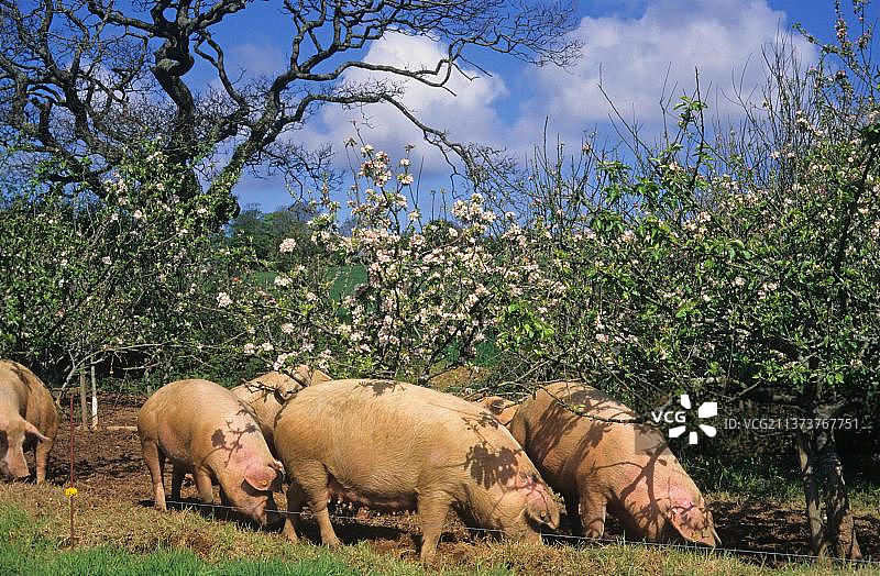 英国康沃尔郡开花果园里的家猪图片素材