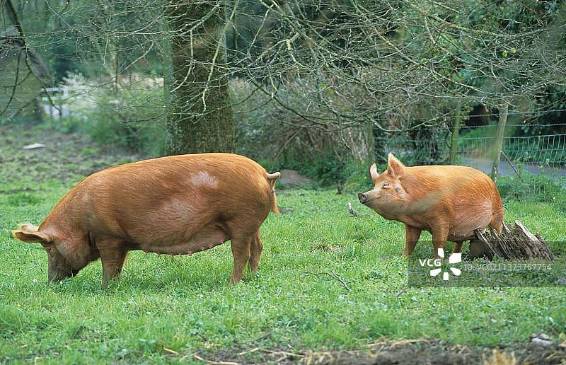 家猪，坦沃思母猪，在原木上挠痒肚子，英国威尔特郡小朗福德图片素材