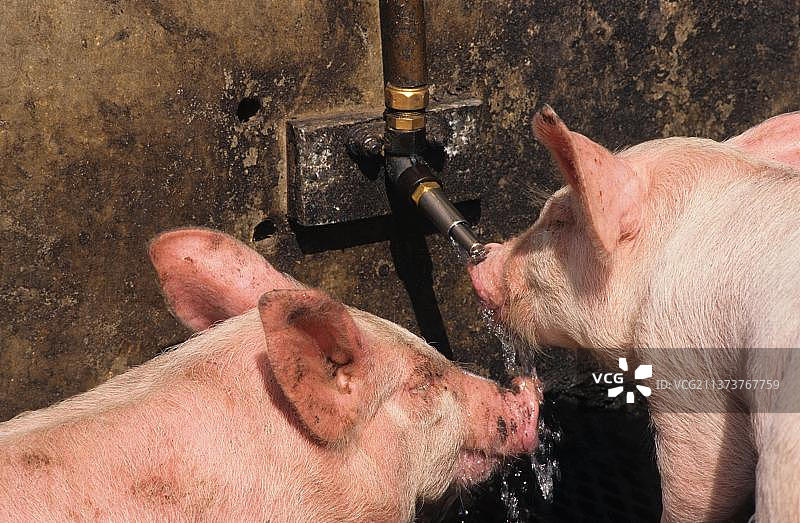 家猪，大白猪与杜洛克断奶猪，在科尔沃的槽边，英国图片素材