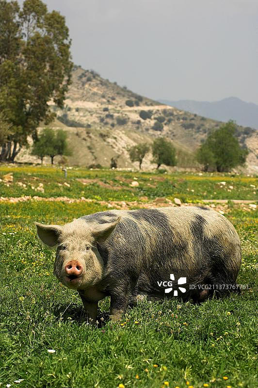 家猪，成年猪站在田野里，自由放养，塞浦路斯，欧洲图片素材