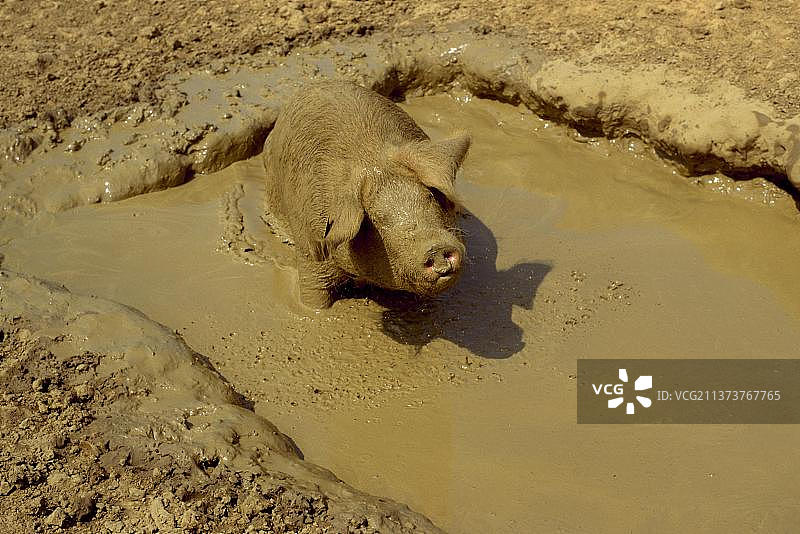家猪：在泥浴中自由活动的猪，英国萨福克图片素材