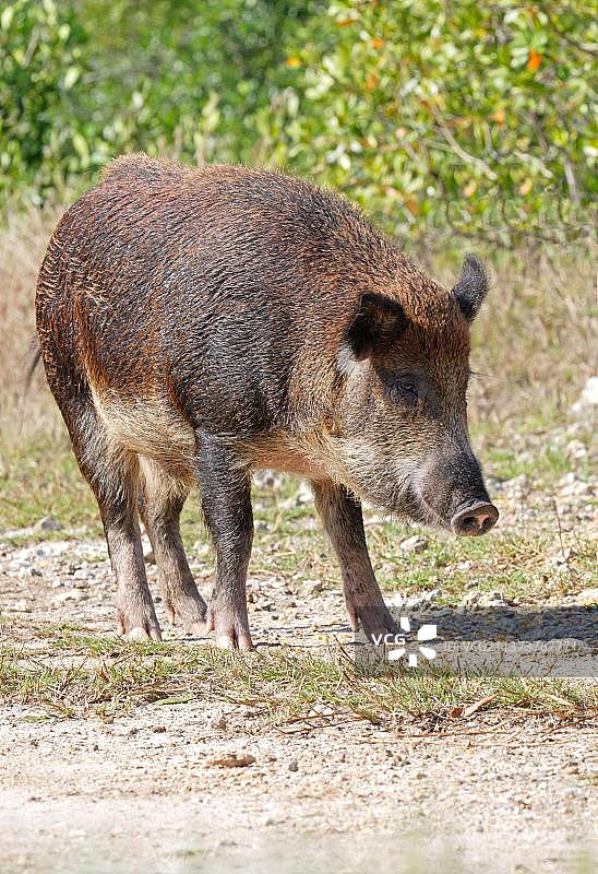 在Everglades的轨道上，野猪以洒落的谷物为食图片素材