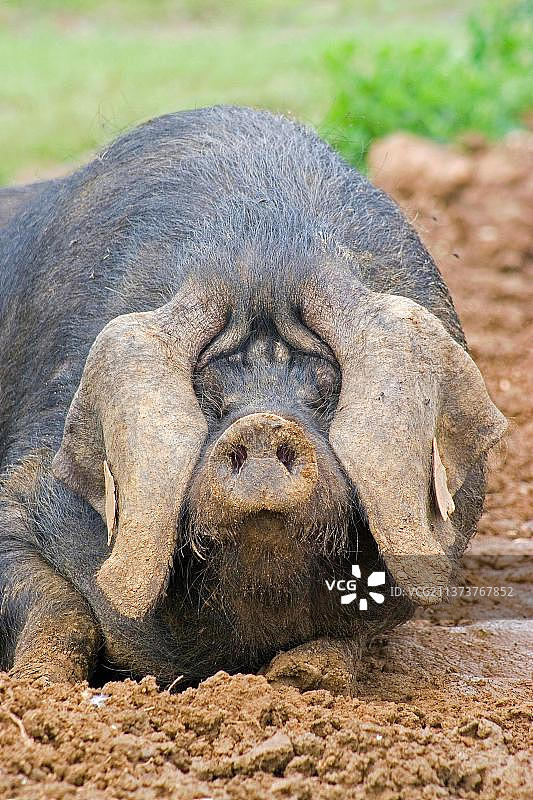 家猪，大黑猪，散养母猪头部特写，在泥地里打滚，英国，欧洲图片素材