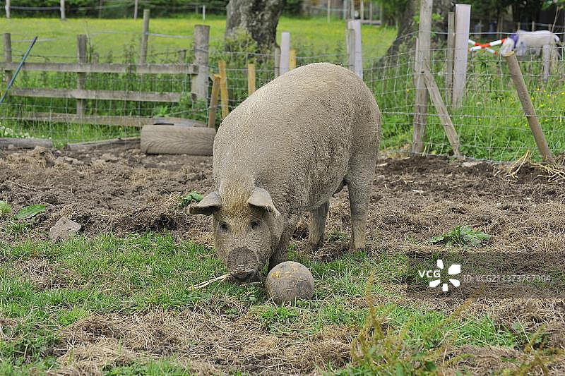 家猪，曼加利察母猪，在围场里玩足球拖拉机，英国图片素材