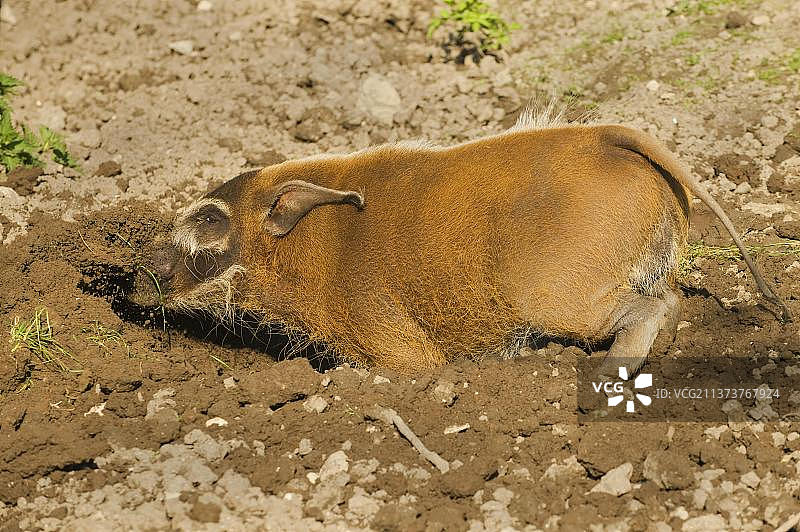 圈养状态下，觅食中的成年红河猪图片素材