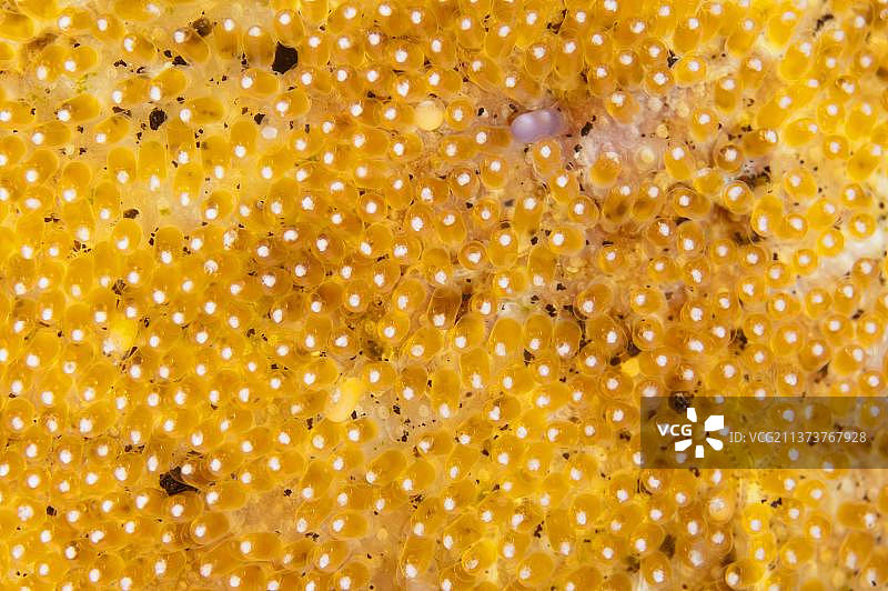 印度尼西亚苏拉威西岛伦贝海峡的鞍背双锯鱼鱼卵图片素材