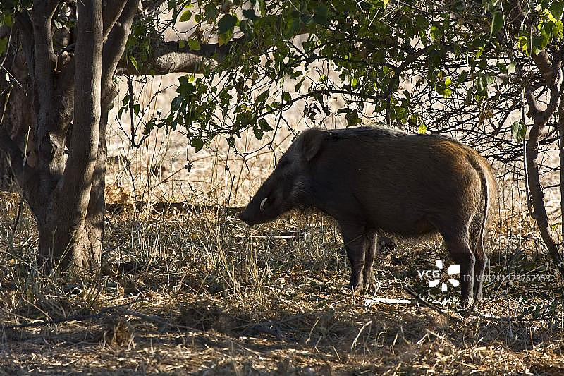 非洲博茨瓦纳的非洲野猪图片素材