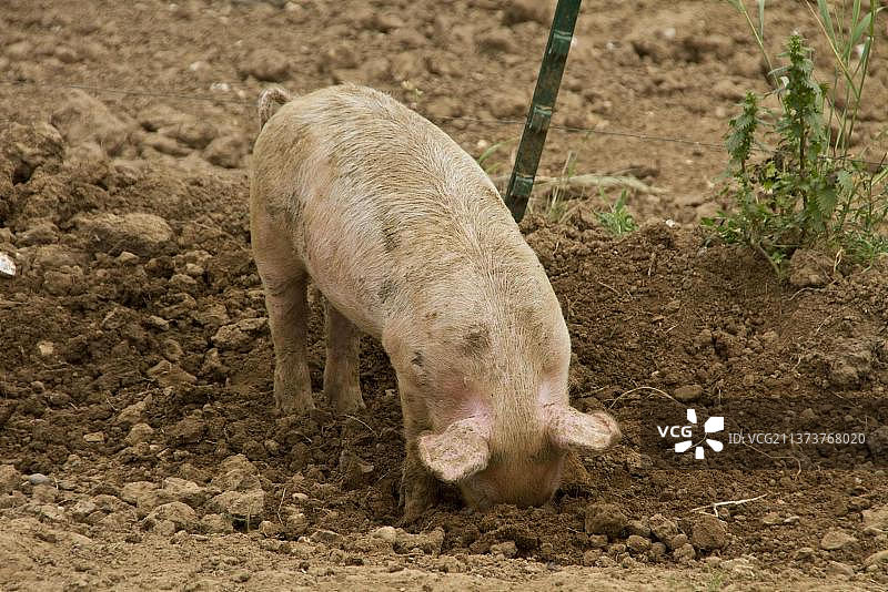 小猪的壕沟图片素材