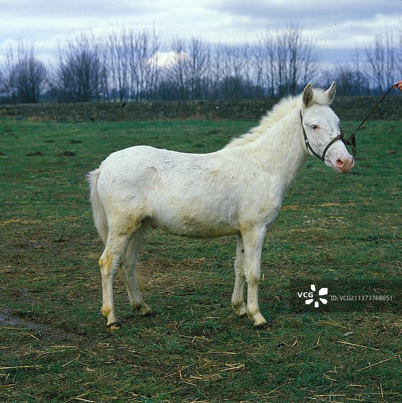 骡子与种马图片素材