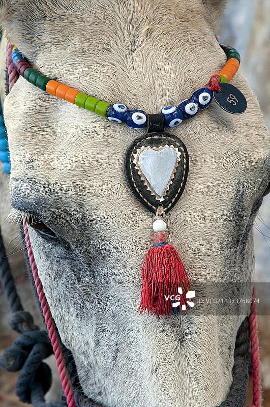 希腊圣托里尼岛费拉装饰珠饰头饰的成年驴头部特写图片素材