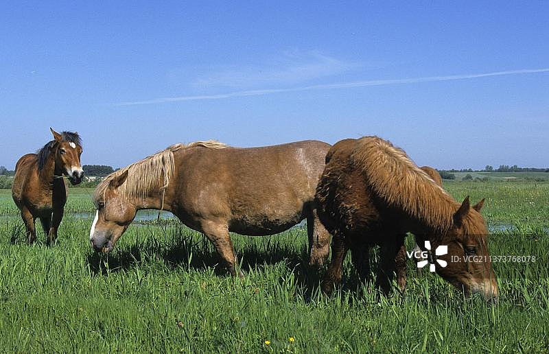 在波兰别布扎沼泽地觅食的索科尔斯基马图片素材