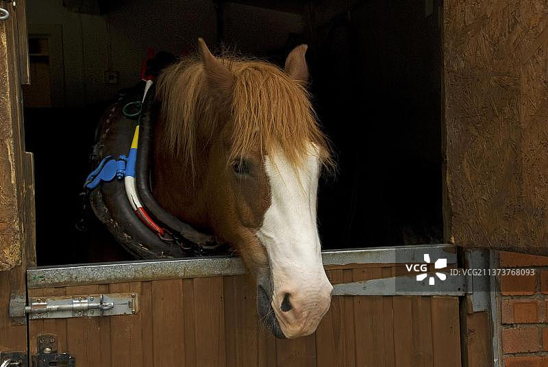 威尔士科布马在马厩中等待，准备在克莱德的游客运河船前拉船图片素材