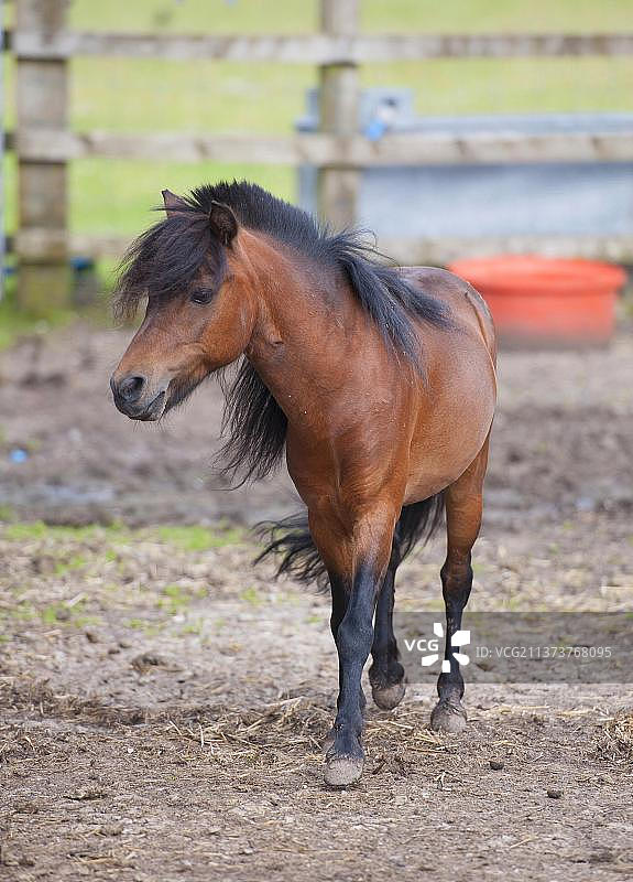 马，美国迷你马，母马，步行马，柴郡，英格兰，英国，欧洲图片素材