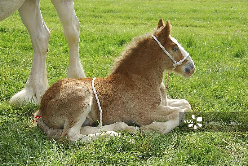 克莱兹代尔马，驹，躺在草地上，艾尔秀，艾尔郡，苏格兰，英国图片素材