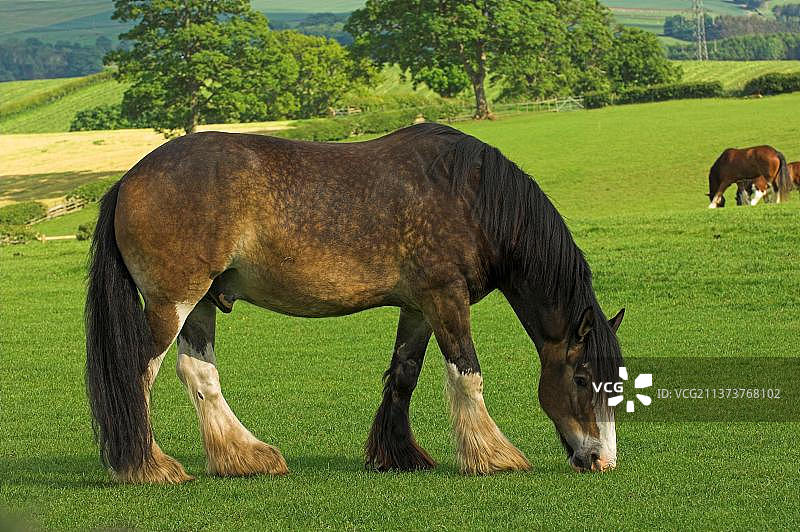 克莱兹代尔种马在英国坎布里亚牧场吃草图片素材
