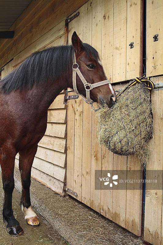 威尔士小马驹在户外马厩的草料网上吃草图片素材