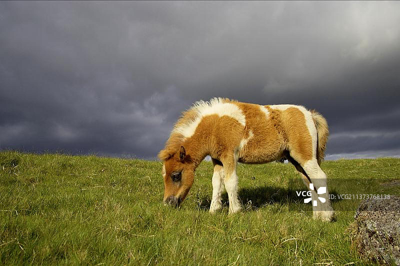 达特穆尔矮种马驹在荒地上吃草图片素材