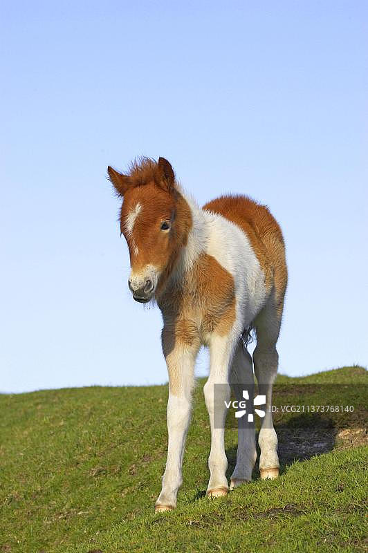 达特穆尔小马、幼驹，花斑马，站立在牧场上，英国德文郡达特穆尔国家公园，欧洲图片素材