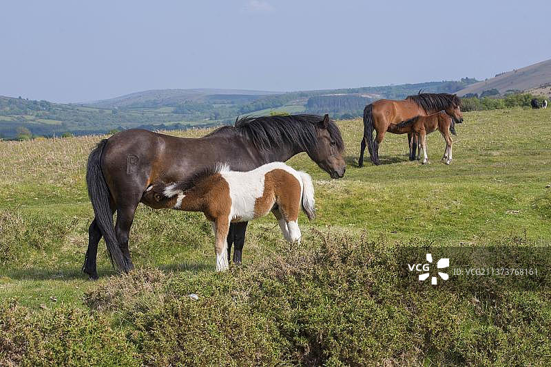 马、达特穆尔矮种马、母马和小马驹在达特穆尔荒原上哺乳，英国德文郡图片素材
