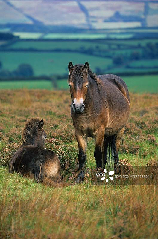 埃克斯穆尔纯种家马，母马与幼驹图片素材