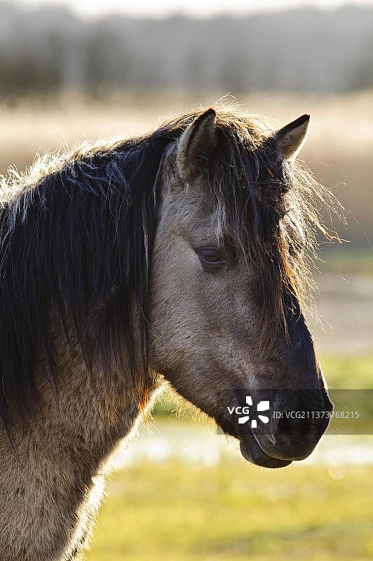栗色马(Equus caballus gemelli)成年,头部特写,位于沿海湿地,英国萨福克郡明斯米尔RSPB保护区,欧洲图片素材