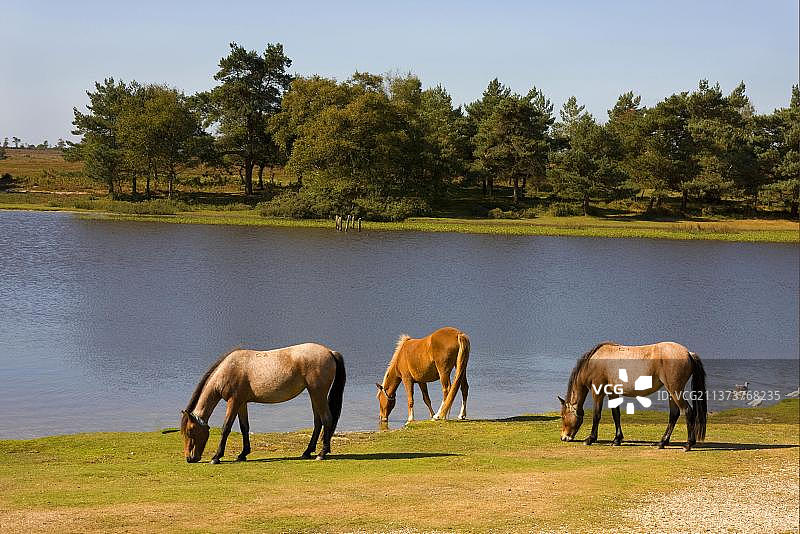 新森林小马：三匹成年小马在英格兰汉普郡新森林的湖岸边吃草，欧洲图片素材