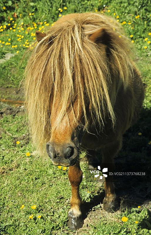 成年设得兰矮马头部特写，英国，欧洲图片素材