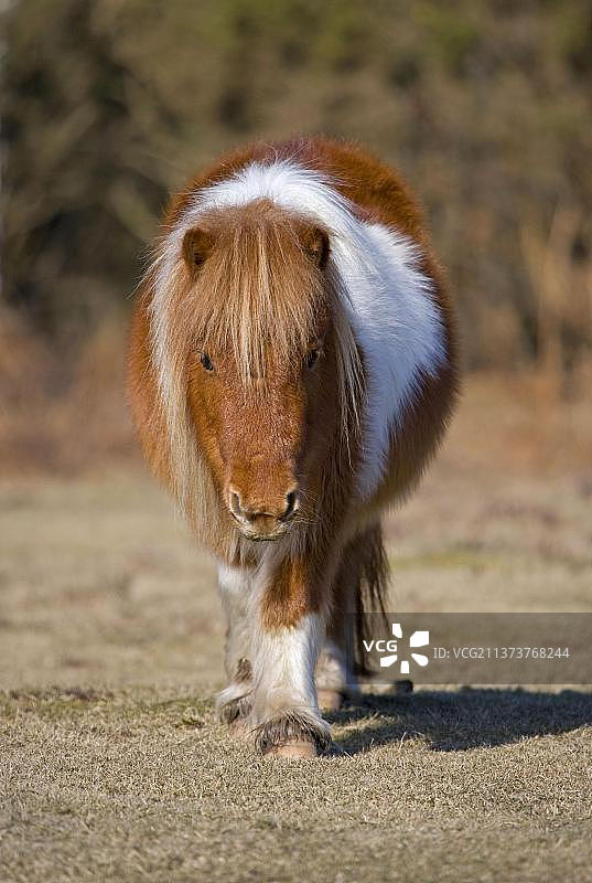 设得兰矮种马，成年，步行，新森林，汉普郡，英格兰，冬季图片素材