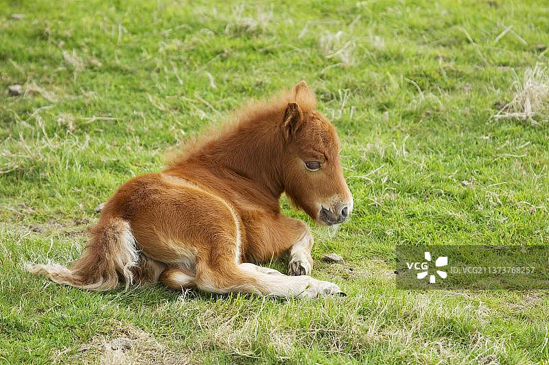 设特兰矮种马驹在苏格兰设特兰群岛的草地上休息图片素材