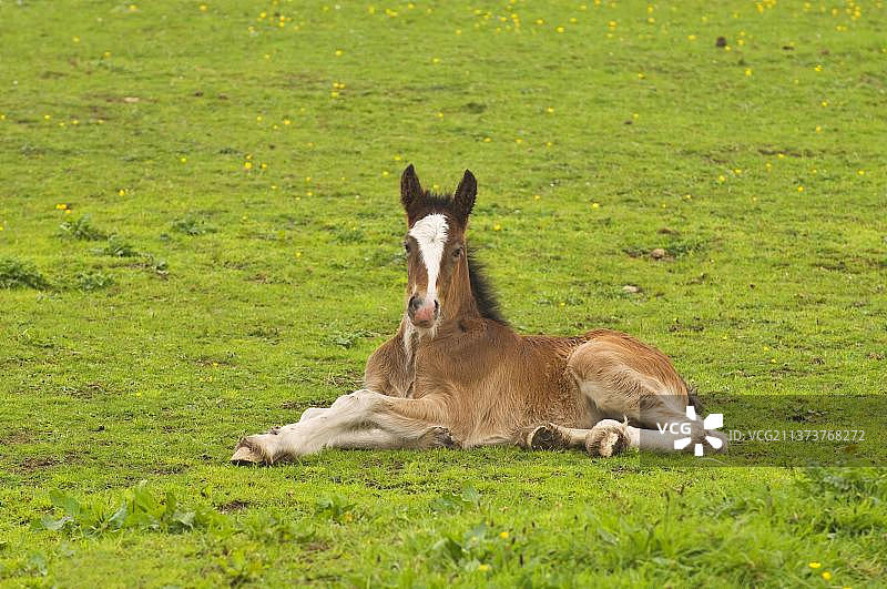 夏尔马驹在英国威尔士安格尔西岛的牧场休息图片素材