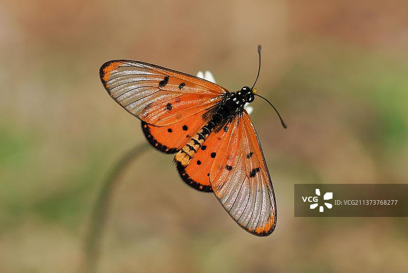 非洲克鲁格国家公园草原上的花朵上栖息的游荡驴豹蛱蝶图片素材