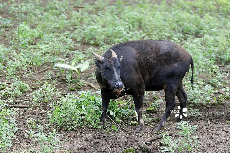 倭水牛成年雄性，进食（圈养），印度尼西亚，亚洲图片素材