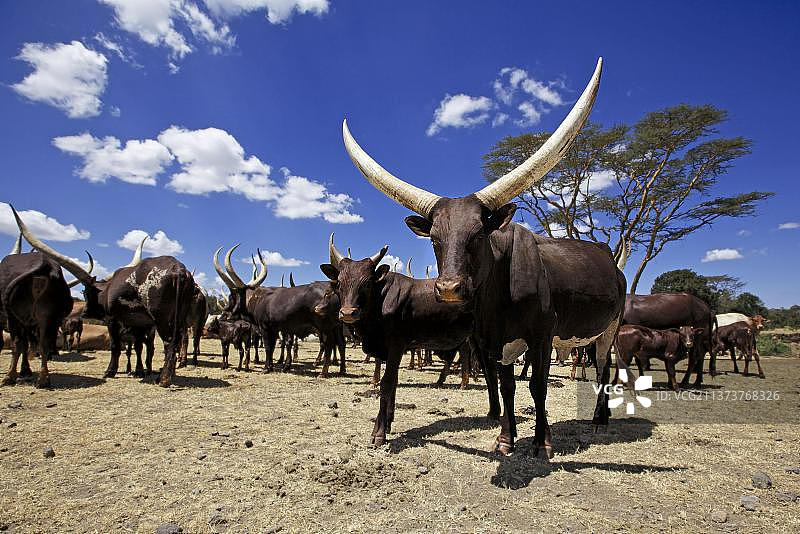 家养牛，安科莱瓦图西牛和牛犊，肯尼亚，非洲图片素材