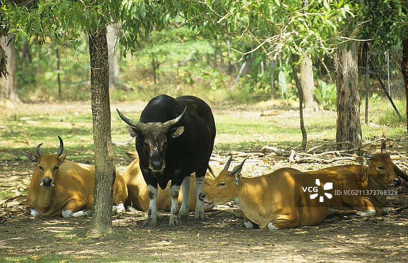 印度野牛（爪哇野牛）与雌性图片素材
