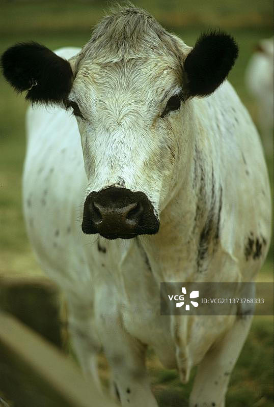 家养牛，英国白牛，牛头部特写，科茨沃尔德，英国图片素材