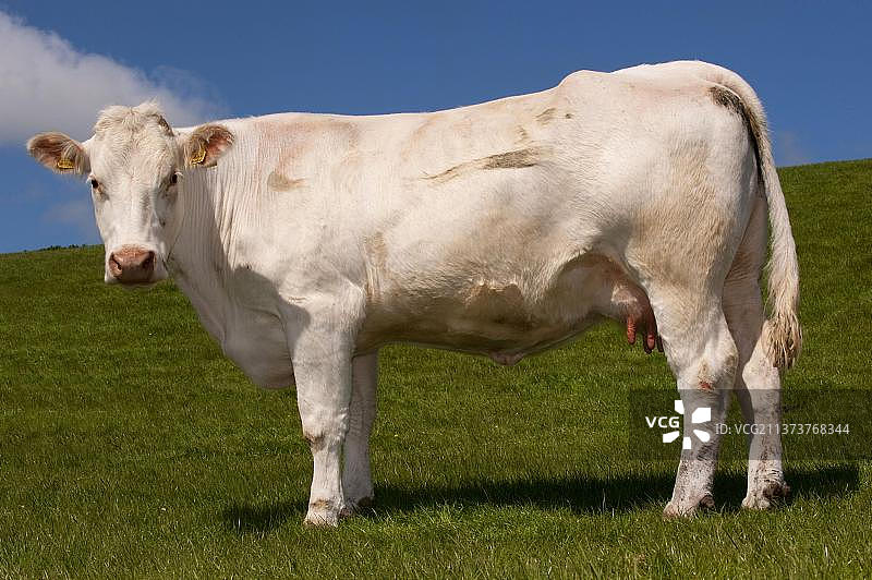 夏洛莱牛：英格兰牧场上的家养牛图片素材