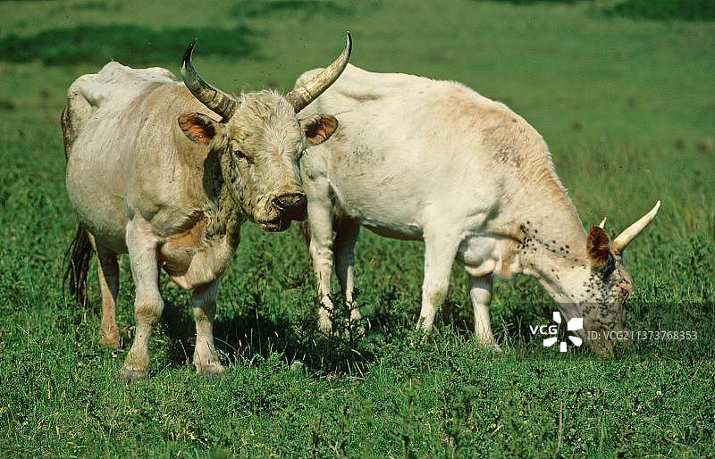 英国诺森伯兰郡奇灵厄姆公园的牛群图片素材