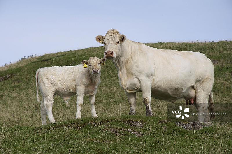家养牛，夏洛莱母牛和小牛，站在沿海牧场，苏格兰，英国，欧洲图片素材