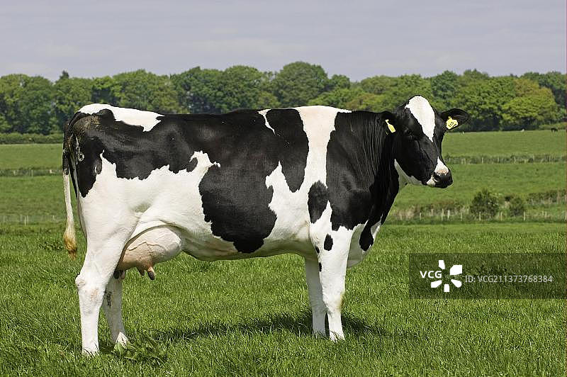 家养牛，荷斯坦-弗里西亚牛，站在牧场上，英国坎布里亚图片素材