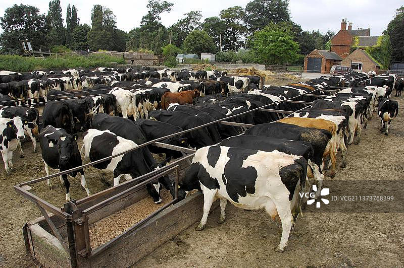 家养牛，荷斯坦-弗里西亚奶牛在英格兰的挤奶区前觅食图片素材