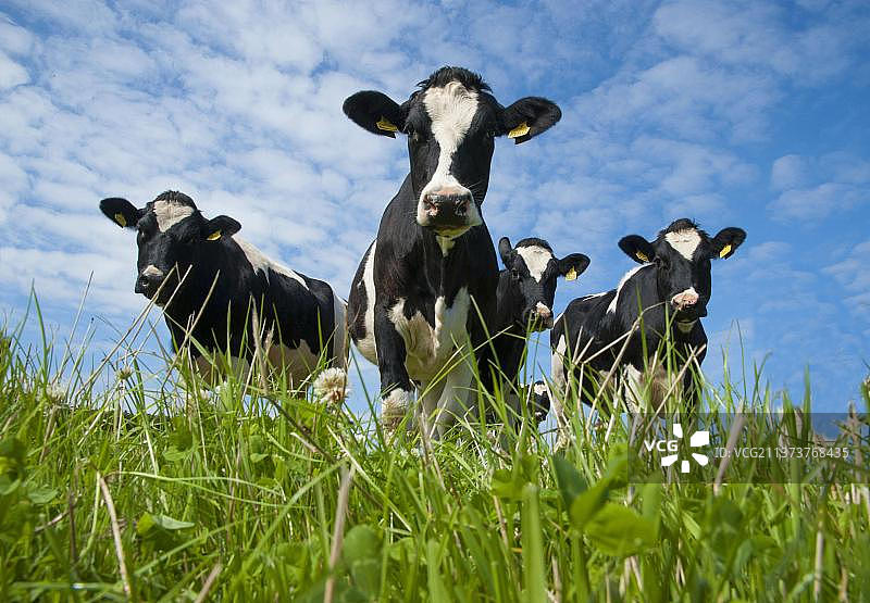 家畜，荷斯坦菲利西亚奶牛，牧群站在牧场，索德里克港，马恩岛，欧洲图片素材