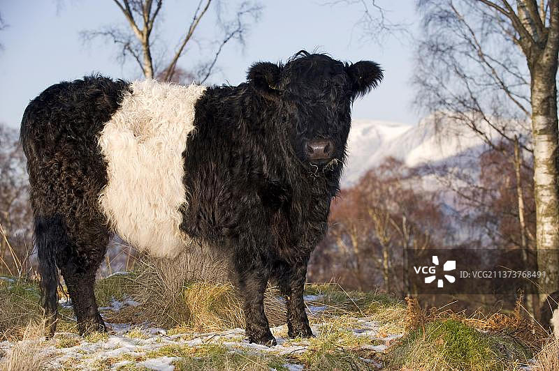 家养 Galloway 带状牛，在坎布里亚粗糙地面过冬，冬季图片素材