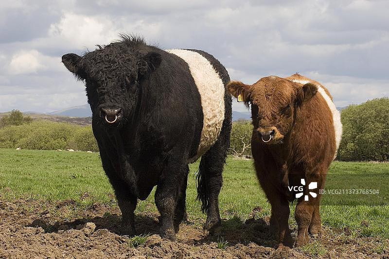 家养牛：黑色成年公牛和红色幼牛，站立在苏格兰的牧场上图片素材