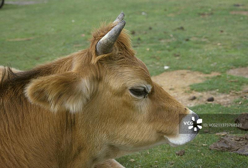 根西岛公牛头部特写图片素材