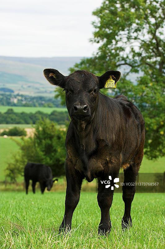 家养牛，阿伯丁-安格斯小牛，站在牧场上，英国，大不列颠图片素材