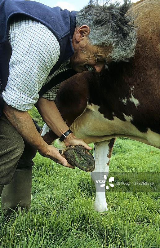 在英国，兽医检查奶牛蹄，看是否有异物图片素材