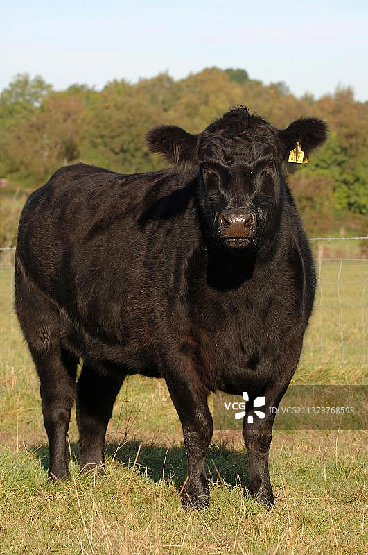 安格斯牛站在英格兰坎布里亚郡的牧场上图片素材